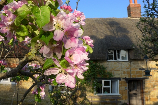 Lilac Cottage in Hinton St. George Somerset